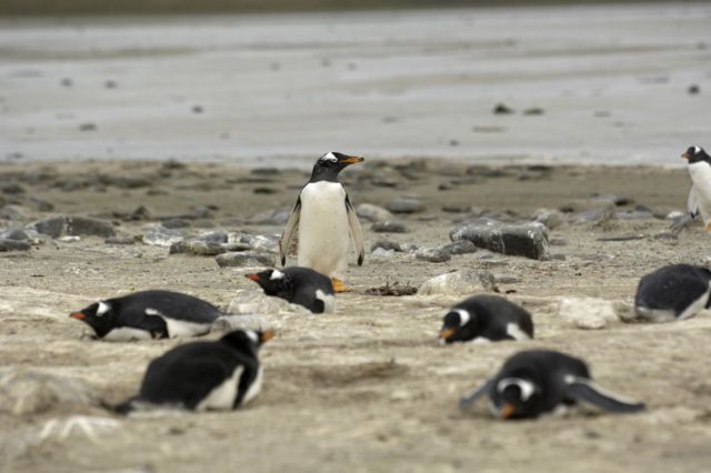 La Titánica Y Delicada Tarea De Desminar Las Malvinas Falklands Y Por Qué Los Pingüinos De 7767