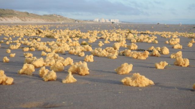 Parafina aparecida en la costa norte de Francia