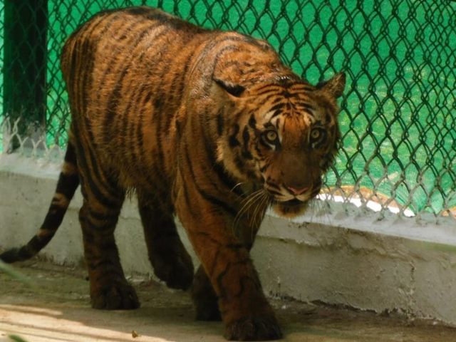 புலிக்குட்டி