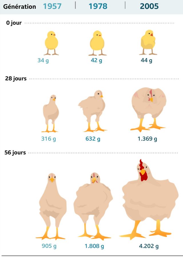 Evolution du poids des poulets de 1957 à 2005