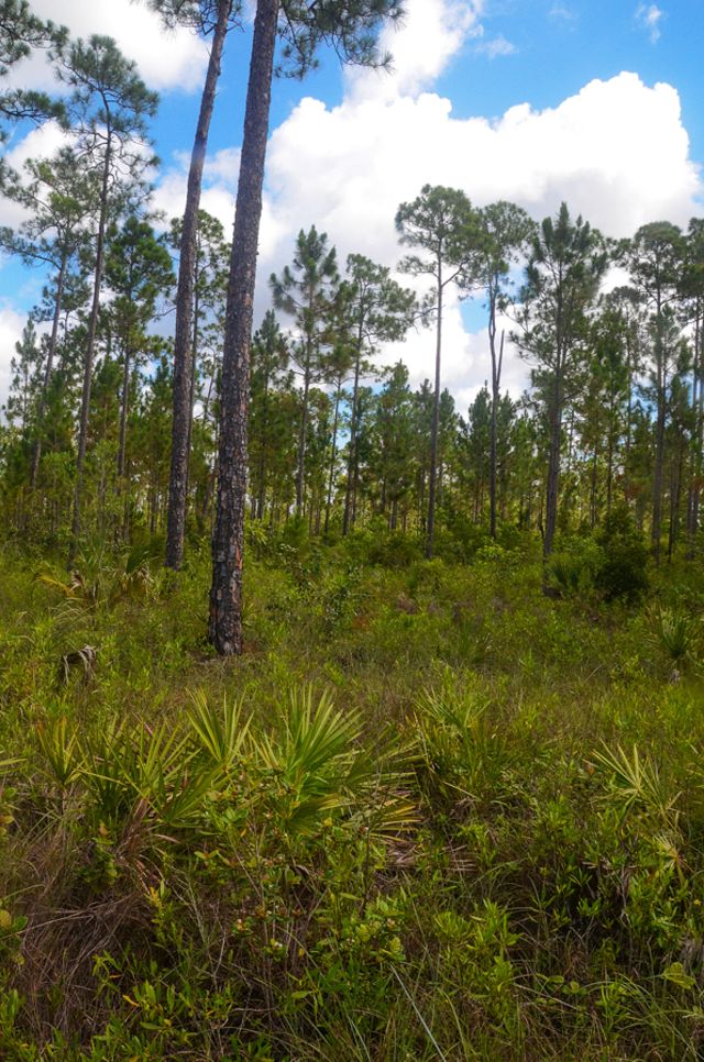 Por qué Miami tiene uno de los bosques más extraños de la Tierra - BBC News  Mundo