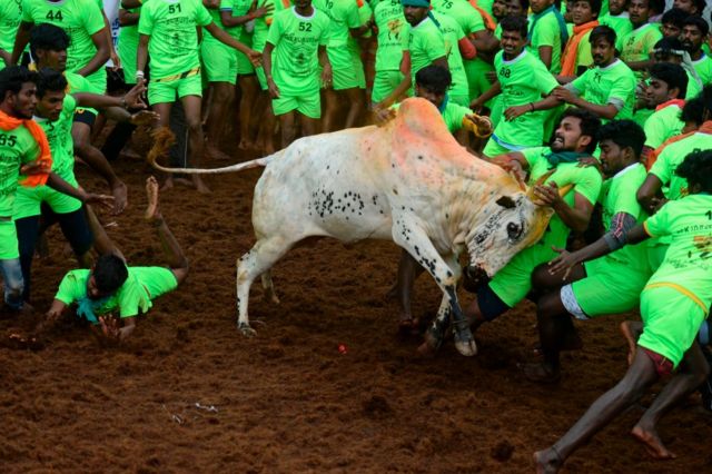 ஜல்லிக்கட்டு பரிசு வரலாறு