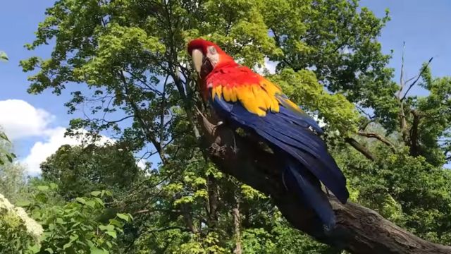 Daglas papagaj 2017.
