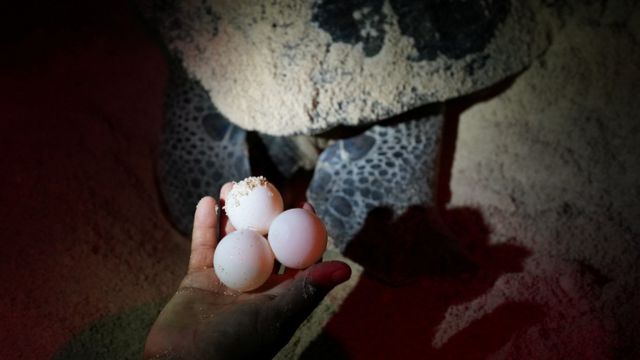 Un hombre sostiene los huevos de una tortuga en una playa en Cuba