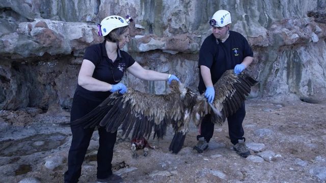 Les Néandertaliens auraient pu attraper des vautours pour utiliser leurs plumes comme décoration