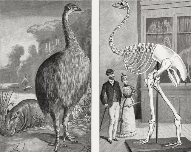Aepyornis, an extinct elephant bird in Madagascar, woodcuts, published 1895