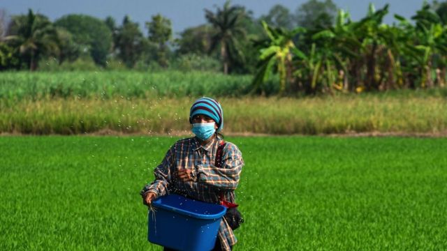 Farmer throwing fertiliser on rice field in Thailand