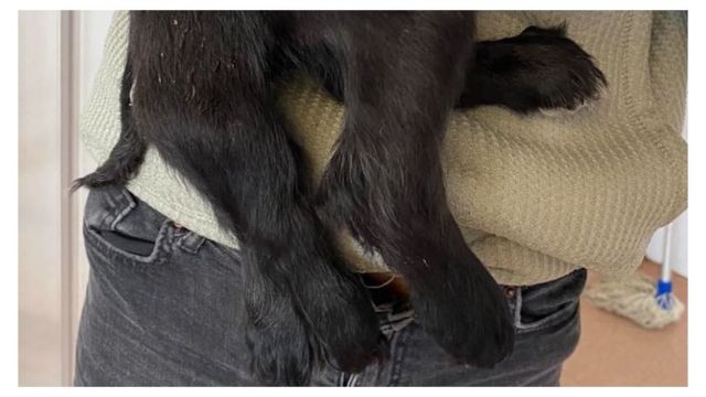 Dogs: Six-legged puppy found dumped in car park
