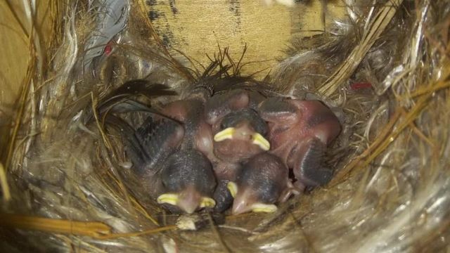 உலக சிட்டுக் குருவிகள் தினம் 2022