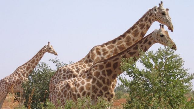 Des girafes au Niger