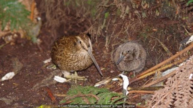 Hewan Hewan Yang Pernah Disangka Sebagai Makhluk Jahat Bbc News Indonesia