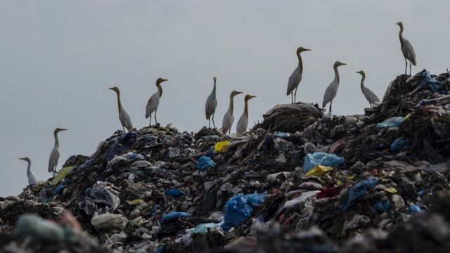 Pájaros sobre una montaña de desechos plásticos.