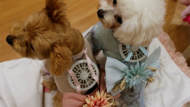 كلبان في طوكيو يرتديان سترة مزودة بمراوح