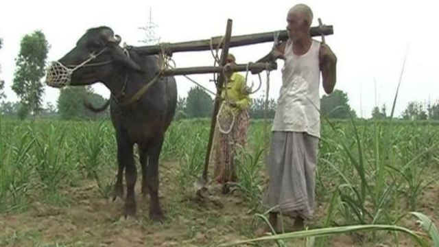 மாடாய் உழைக்கும் விவசாயி