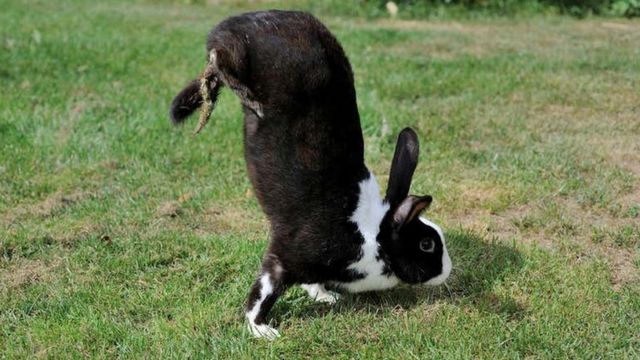 alfort-jumping-rabbit
