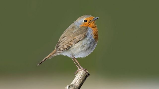 A Vagrant European Robin Is Drawing Huge Crowds in China