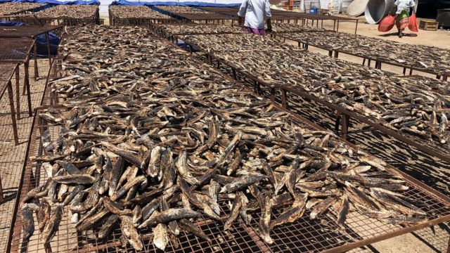 மாசிக் கருவாடு