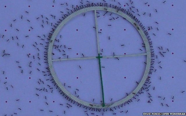 ants moving a plastic wheel