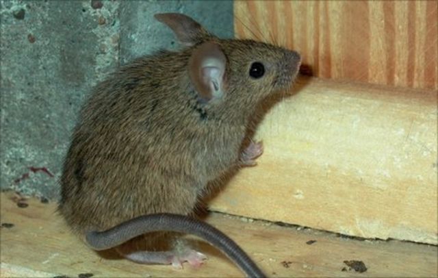 Concern Over Mice Infestation In West Belfast Flats Bbc News