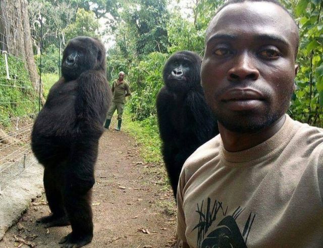 Gorillas posing for selfie in Virunga National Park, DR Congo