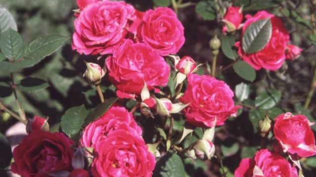 کھانوں میں پھولوں کا استعمال - BBC News اردو