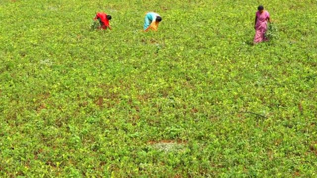 விதைப்பண்ணை