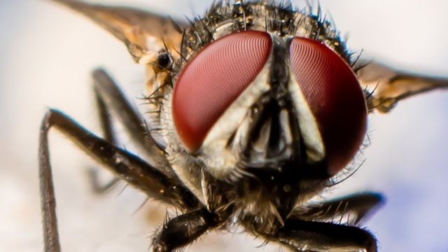 A close up of a fly