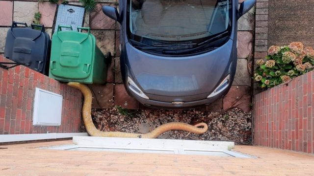 Snake on the ground near car