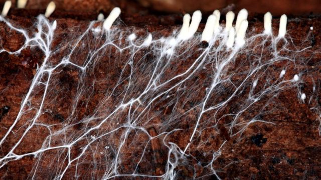 Как волшебные свойства грибов могут спасти человечество - BBC News ...