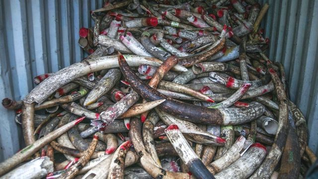 Seized ivory in Malaysia