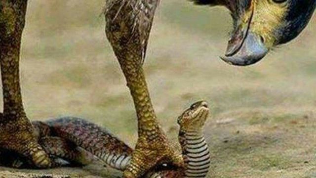 L'agence anticorruption du Nigeria, amusée par ce fait divers, estime qu'"il ne pas y avoir de pitié envers le serpent qui a avalé l'argent."