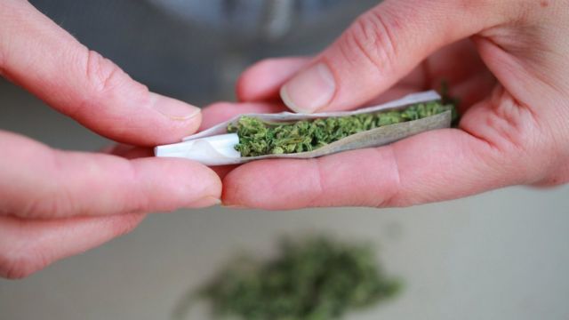 Close up of a man hand rolling a cannabis joint