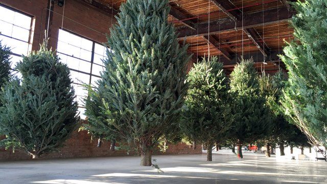 Christmas trees suspended from ceiling