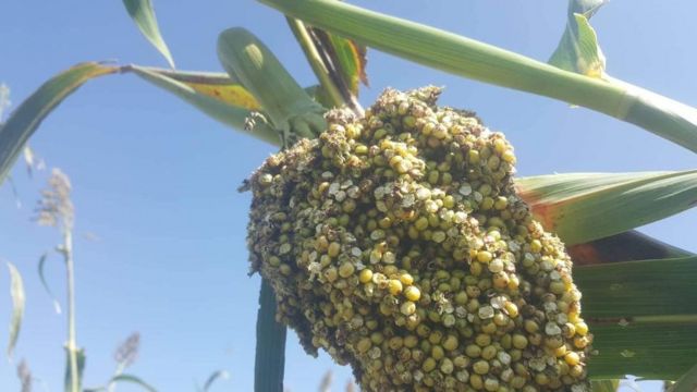 ዕስለ