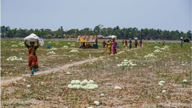 মাটির জৈব উপাদান কমে যাওয়ায় ফসল উৎপাদনে রাসায়নিক সারের উপর নির্ভরতা বাড়ছে।