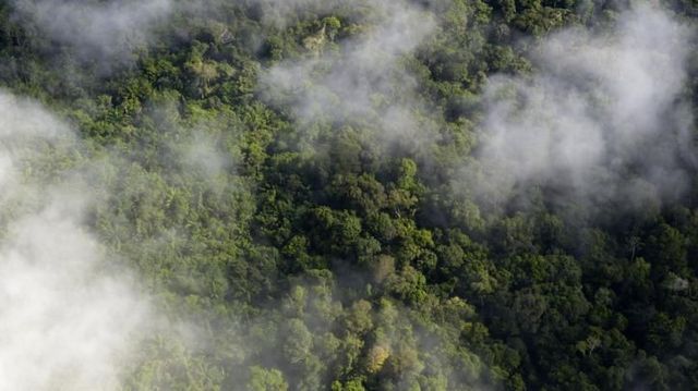 Floresta sendo queimada na Amazônia