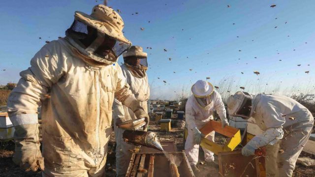 به گفته سیلویو ارلر، حشره‌شناس، زنبورداران می‌توانند با گذاشتن عسل برای زنبورها به سالم ماندن کندو کمک کنند