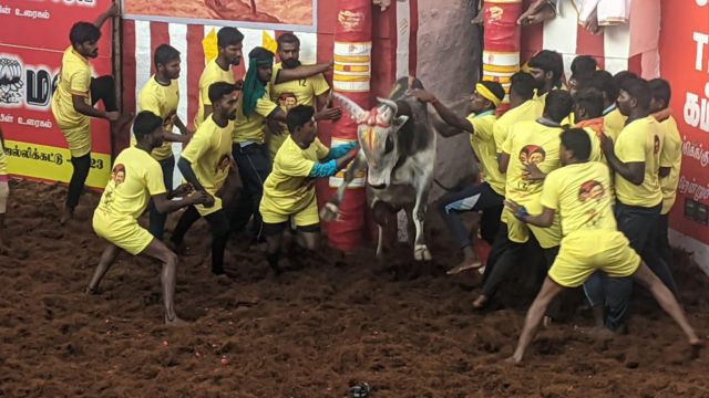 Alankanallur Jallikattu