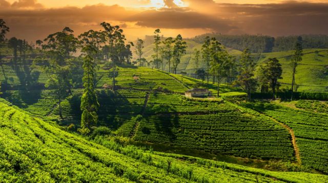 The cool, misty climate in Sri Lanka's hill country creates the perfect conditions for growing tea