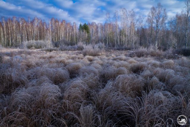 Чорнобильський заповідник