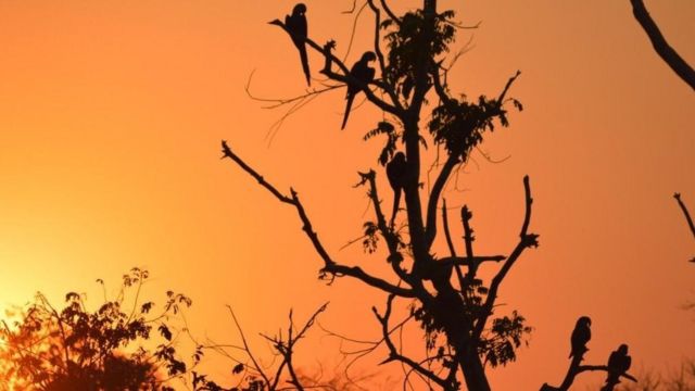 Araras descansam em arvore da fazenda São Francisco