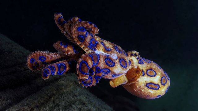 Pulpo de anillos azules