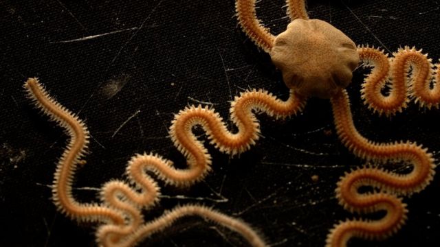 海蛇尾是作基因排序的7万个物种当中的一个(photo:BBC)