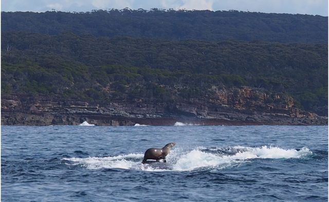 Photograph of seal riding whale in Australia