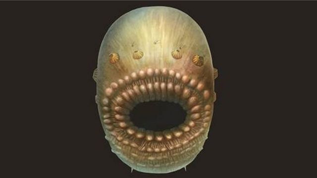科学家在中国陕西发现最早人类祖先化石 c News 中文