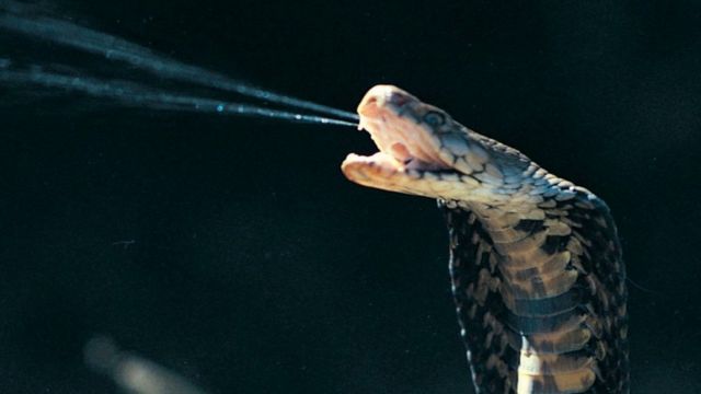 Vẻ đẹp kèm tiếng rít những con rắn đẹp nhất thế giới  16072023 Sputnik  Việt Nam