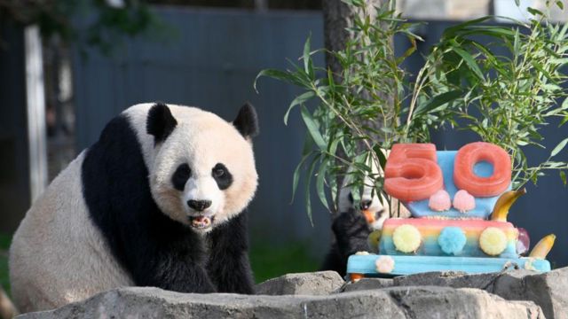 Мэй Сян отмечает 50-летие программы разведения гигантских панд в зоопарке Вашингтона