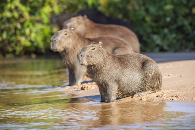 Clara from Rio 2!!!!! :o)  Capybara, Rio 2, Rio movie