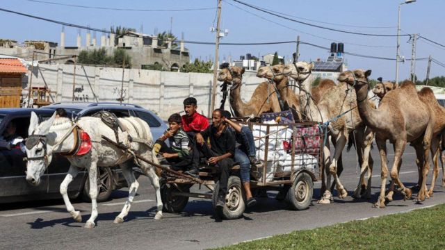 Gazatíes dirigen un convoy de caballos y camellos hacia el sur de Gaza 