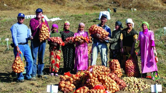 البطاطس: الأصول التاريخية لرابع أهم محصول عالميا